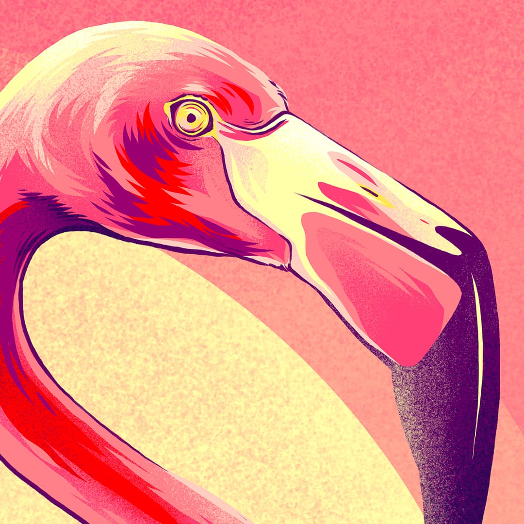 Porsche 911 Flamingo